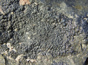 Pitchblende, a primary uranium mineral (Photo: Geomartin) 